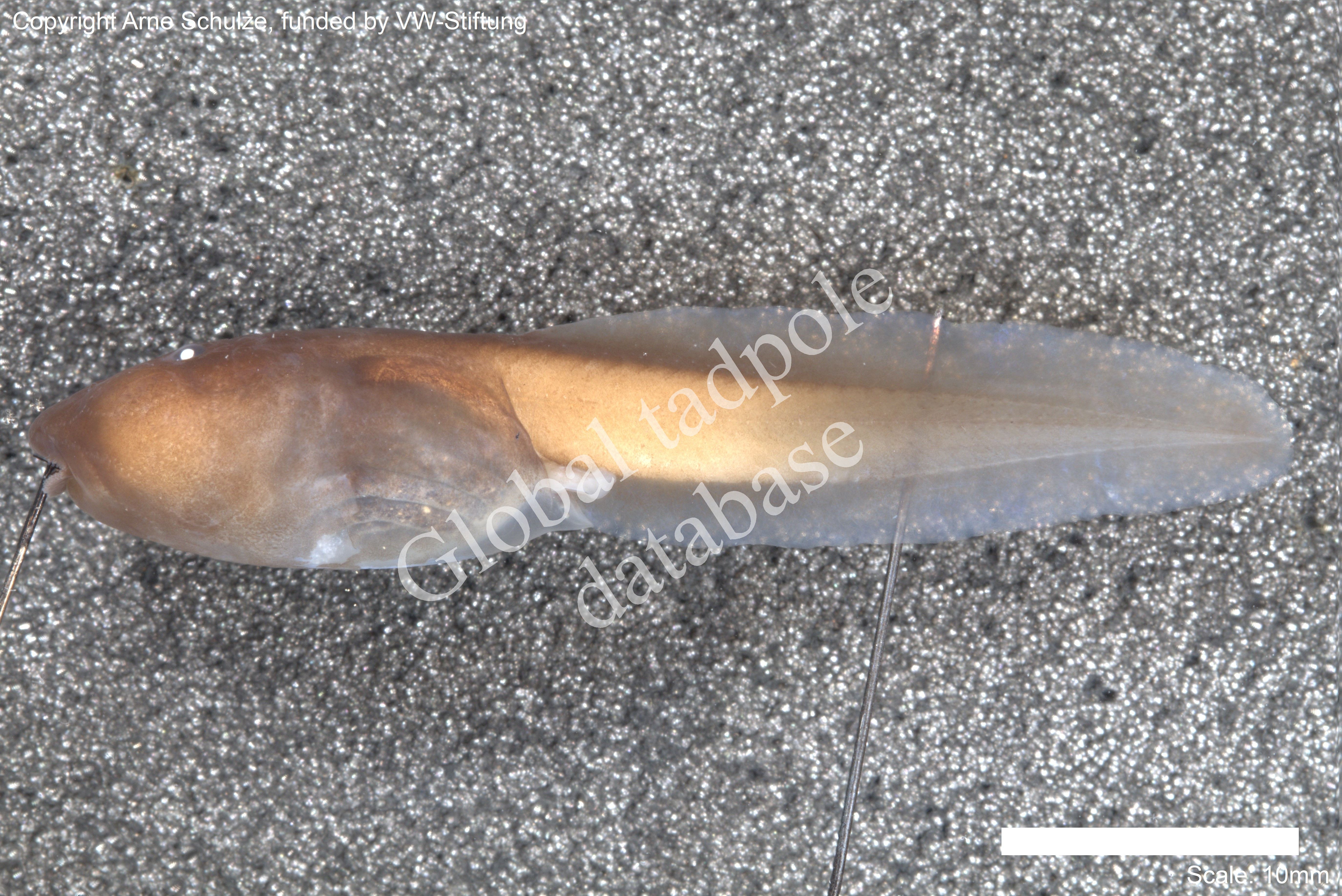 Sorry, no picture available